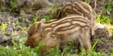 Animal-71662_640