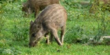 Boar-2515706_640