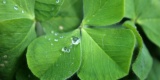 Four-Leaf-Clover-1888223_640