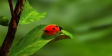 Ladybird-163480_640