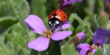 Ladybug-1328828_640