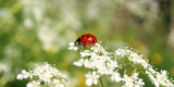 Ladybug-326830_640