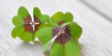 Lucky-Clover-1933008_640