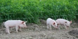 Piglet-480246_640